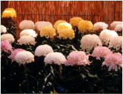 菊まつり